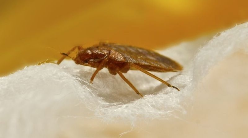 Sure-Fire Way To Get Bed Bug Infestation Under control