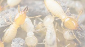 Termites’ Species That Threat For A Well-Furnished House
